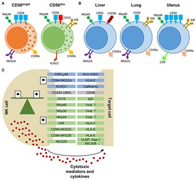 Natural Killer Cells in Systemic Autoinflammatory Diseases: A Focus on Systemic Juvenile Idiopathic Arthritis and Macrophage Activation Syndrome